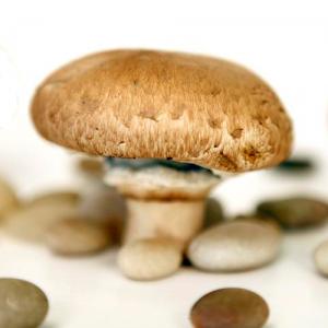 fresh organic chestnut mushroom