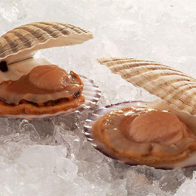 frozen scallop