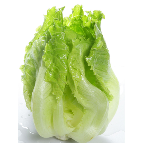 【exclusive】organic italian lettuce