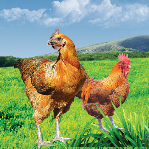 【exclusive】helekang mountain free range spring chicken