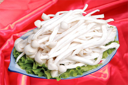 大球盖菇栽培技术_清炒海鲜菇_海鲜菇的栽培技术